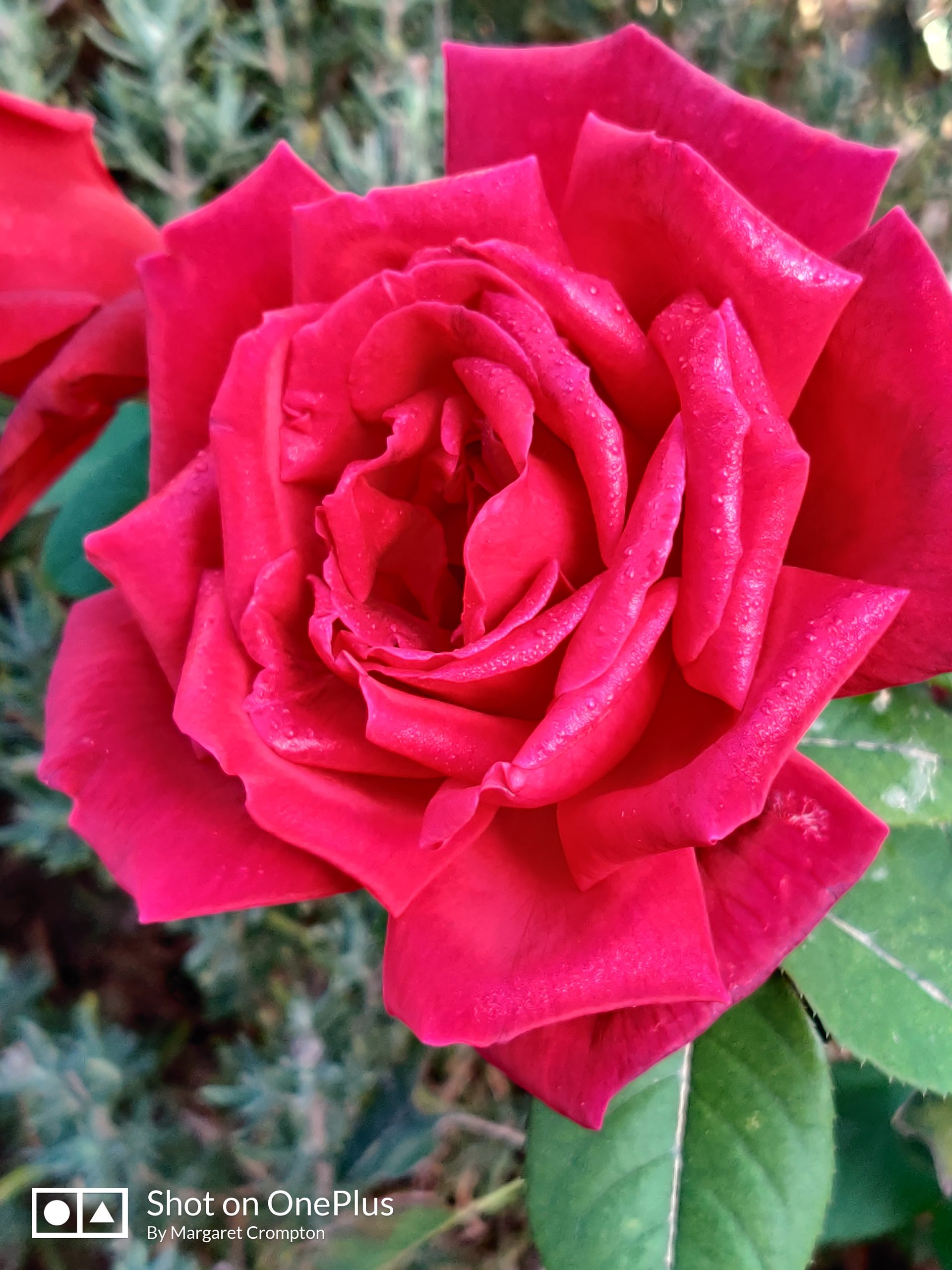 Lavender’s Blue dilly dilly Los Albaniles